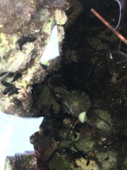 Actinostella flosculifera