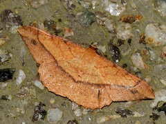 Pseudonadagara semicolor