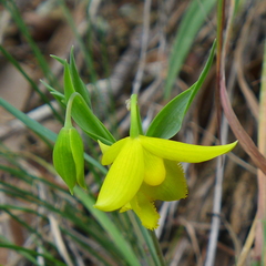 Calochortus amabilis