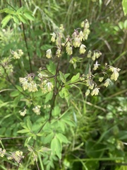 Thalictrum dasycarpum