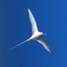 Tropicbirds - Photo (c) Jerry Oldenettel, some rights reserved (CC BY-NC-SA)
