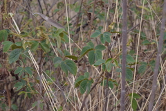 Mimosa albida