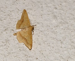 Krananda falcata