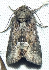Oligia strigilis