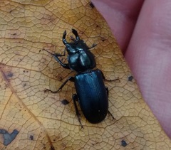 Platycerus oregonensis