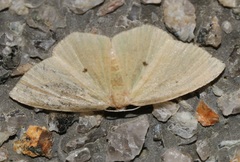 Pseudothalera carolinae