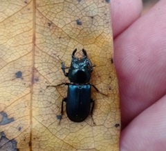 Platycerus oregonensis