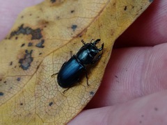 Platycerus oregonensis