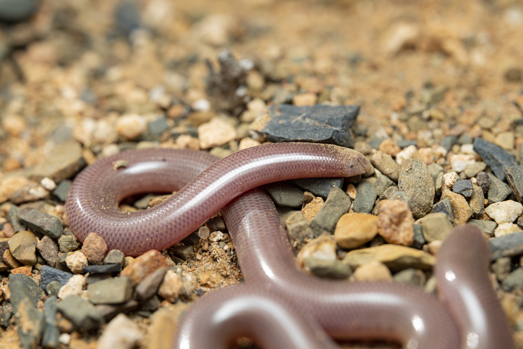 Delalande's Beaked Blind Snake
