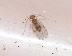 Ectopsocus californicus