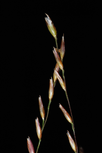 Pineywoods Dropseed