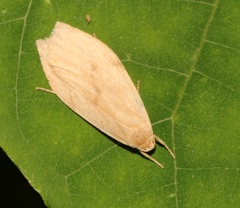 Paralithosia shaowuica