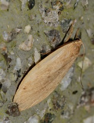 Paralithosia shaowuica