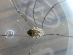 Leiobunum rotundum