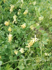 Vicia pisiformis