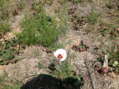 Calochortus catalinae