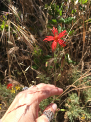 Silene laciniata laciniata