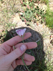 Calochortus catalinae