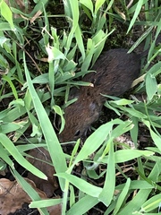 Clethrionomys glareolus