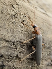 Copidita quadrimaculata