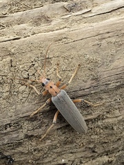 Copidita quadrimaculata