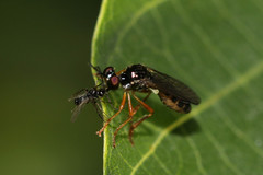 Dioctria lateralis