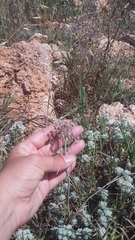 Allium flavum tauricum