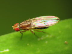 Scaptomyza adusta