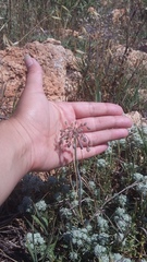 Allium flavum tauricum