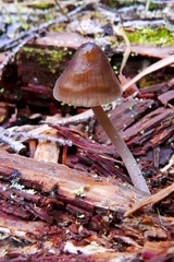 Mycena silvae-nigrae