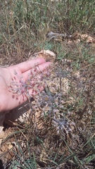Allium flavum tauricum