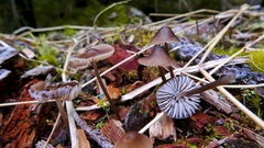 Mycena silvae-nigrae