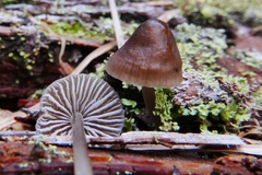 Mycena silvae-nigrae