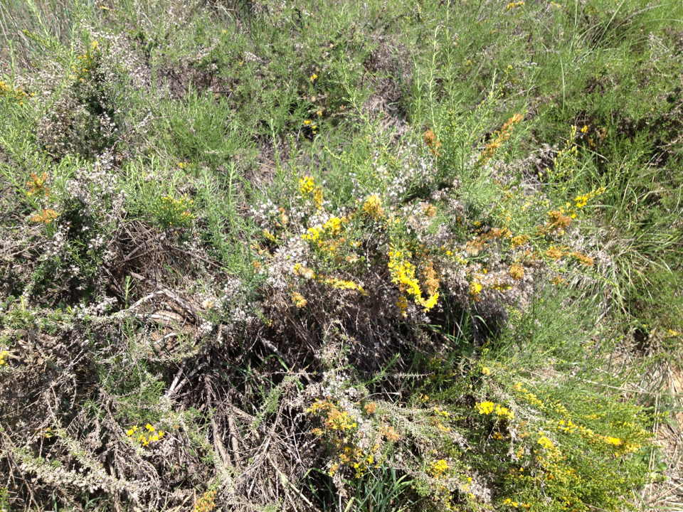 Ericameria palmeri var. pachylepis