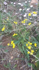 Crepis ramosissima