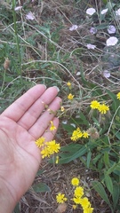 Crepis ramosissima
