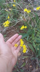 Crepis ramosissima