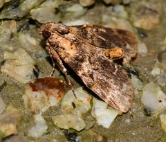 Salma camphorella
