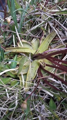 Pinguicula