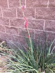 Hesperaloe