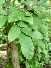 Ulmus crassifolia