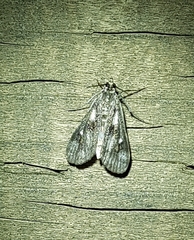 Parapoynx maculalis