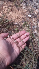 Asperula supina