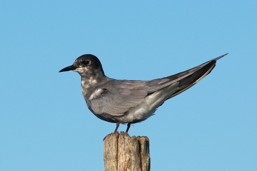Black Tern