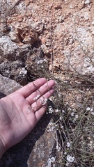 Asperula supina