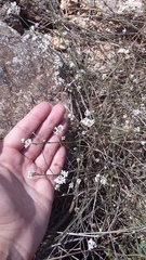 Asperula supina