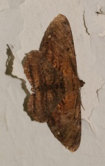 Chorodna creataria
