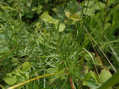 Thalictrum flavum