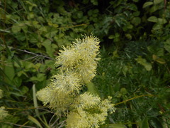 Thalictrum flavum