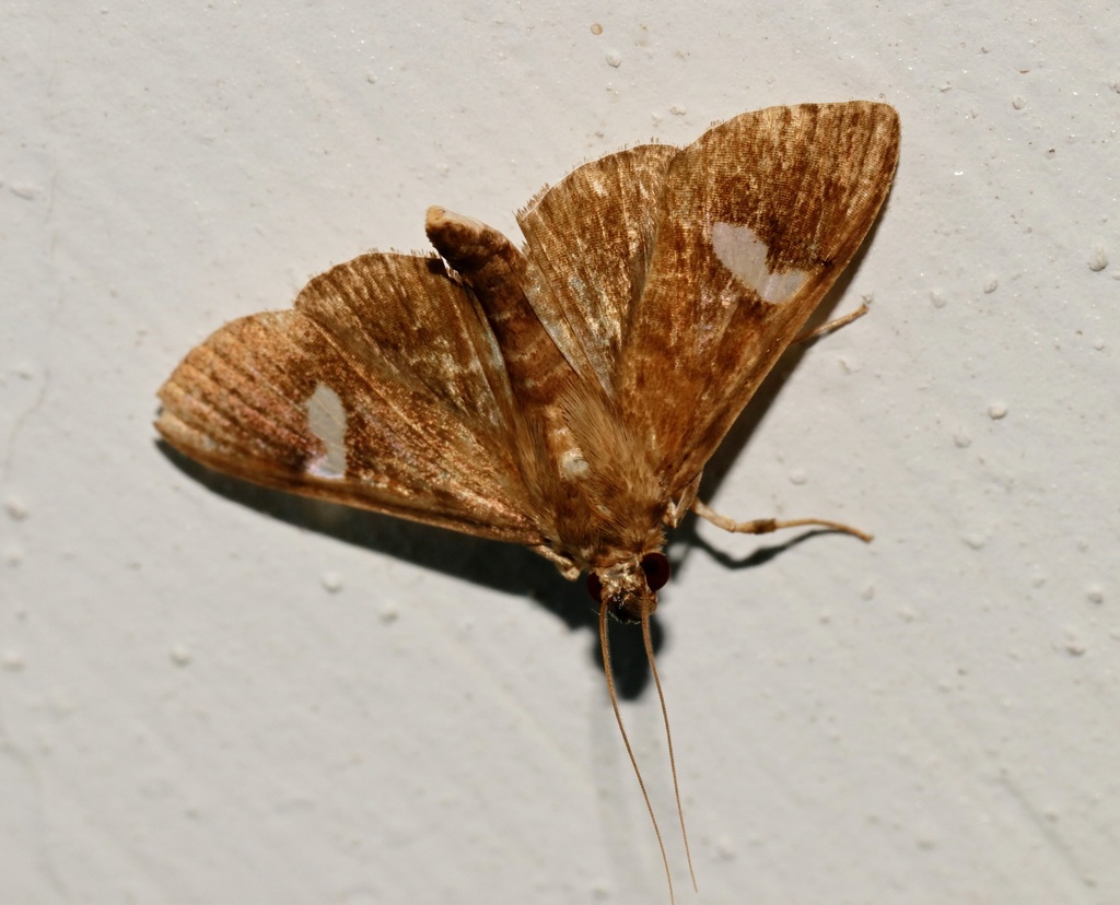 Nosophora albiguttalis
